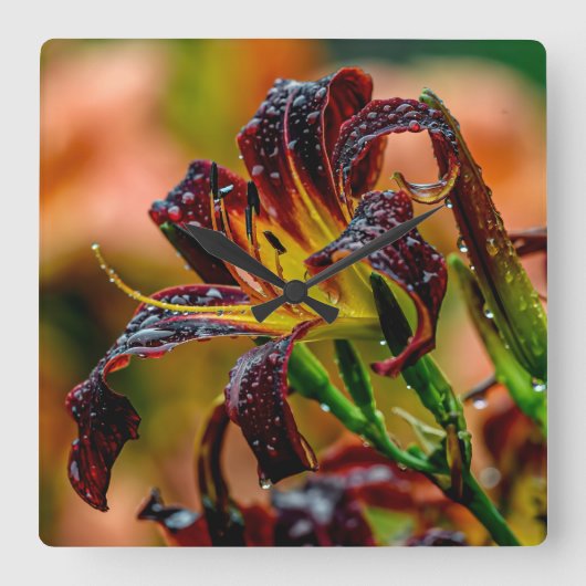 Horloge Carrée Daylily Black Plush (Recto)