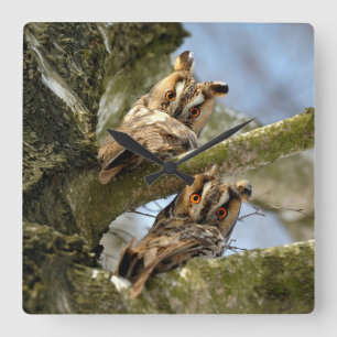 Horloge Carrée Deux Chouettes dans les Bois, oiseaux, Carré de la