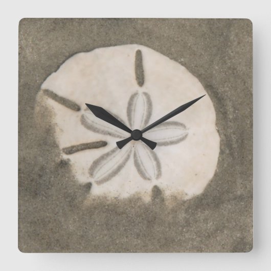 Horloge Carrée dollar de sable (Echinarachnius parma) (Recto)