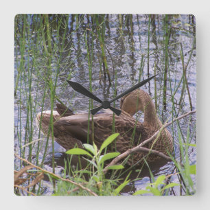Horloge Carrée Duck Preening in the Reed