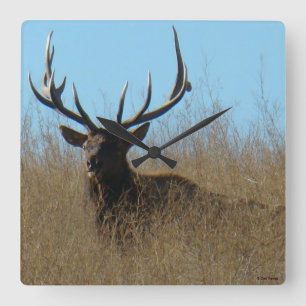 Horloge Carrée E26 Bull Elk Laying in the Weeds