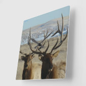Horloge Carrée E45 Bull Elk Close Up (Angle)