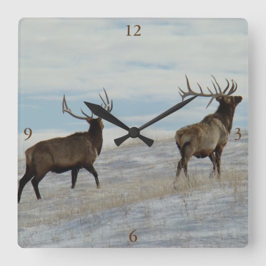 Horloge Carrée E57 Bull Elk Lucky 13 Bull (Recto)