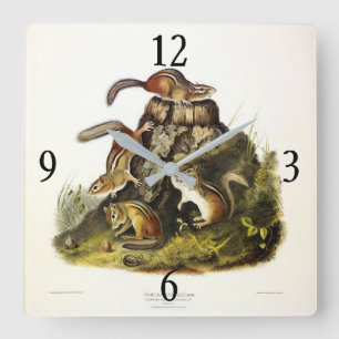 Horloge Carrée Écureuil à écorce ( Chipmunk oriental ) par Audubo