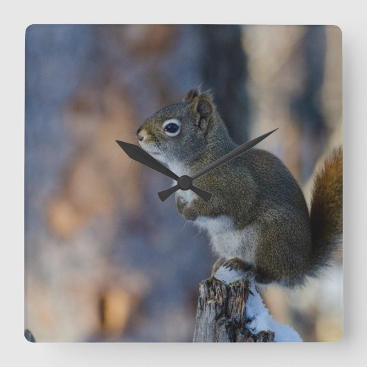 Horloge Carrée Écureuil d'hiver, animal Brown, photo canadienne (Recto)