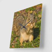 Horloge Carrée Écureuil gris, manger, arachide, Springs Crystal 1 (Angle)