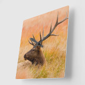 Horloge Carrée Élans (Cervus Elephus) se reposant dans l'herbe de (Angle)