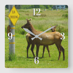 Horloge Carrée Elk Crossing California Wildlife Photography