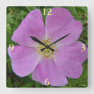 Horloge Carrée F11 Rose sauvage "Rosa arkansana"