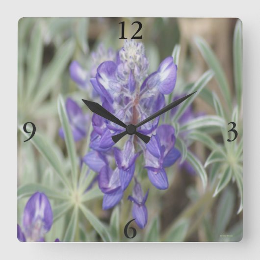 Horloge Carrée F18 Lupine annuelle des Fleurs sauvages pourpres (Recto)