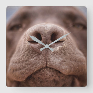 Horloge Carrée Fermeture du nez du Labrador au chocolat