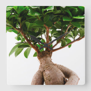 Horloge Carrée Ficus Ginseng