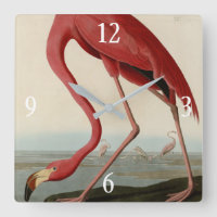 Flamant rose américain d'Audubon's Birds of Americ