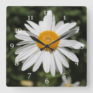 Horloge Carrée fleur populaire, jolie marguerite sauvage blanche 