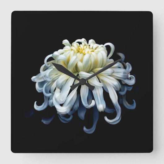 Horloge Carrée Fleurs | Chrysanthème blanc (Recto)