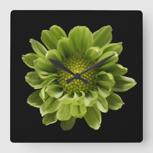 Horloge Carrée Fleurs | Chrysanthème vert (Recto)