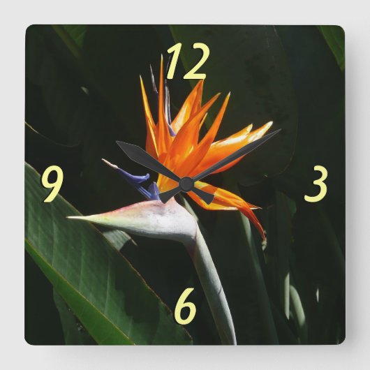 Horloge Carrée Flower tropical orange paradise (Recto)