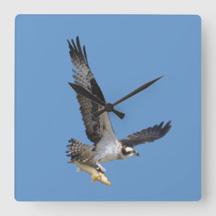 Horloge Carrée Flying Osprey & Fish Wildlife Photography