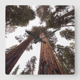 Horloge Carrée forêt, arbre