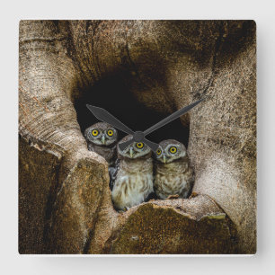Horloge Carrée Forêt   Trois Chouettes