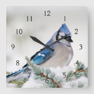 Horloge Carrée Geai bleu dans un cèdre de l'Atlas bleu