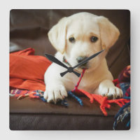 Getty Images | Puppy On A Sofa