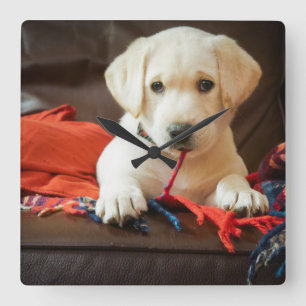 Horloge Carrée Getty Images   Puppy On A Sofa