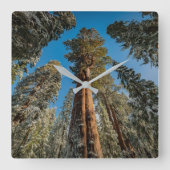 Horloge Carrée Giant Sequoia Tree in the Snow (Recto)