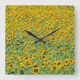 Horloge Carrée Gisement jaune de tournesol
