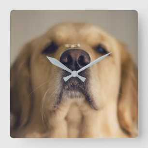 Horloge Carrée Golden Retriever Balancing Treat on Nose