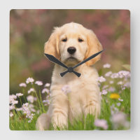 Golden Retriever chiot un Goldie mignon