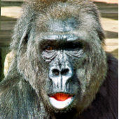 HORLOGE CARRÉE GORILLA FRAÎCHE