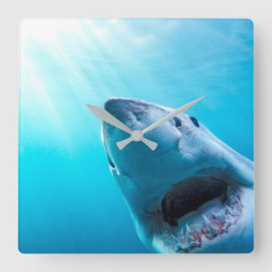 Horloge Carrée Grand requin blanc   Afrique du Sud