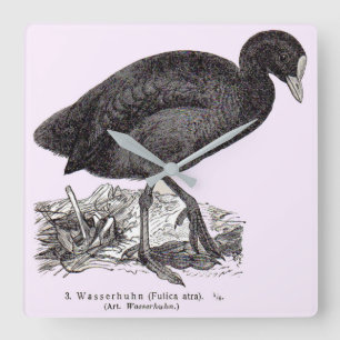 Horloge Carrée gravure de wasserhuhn ou de moorhen du 19e siècle