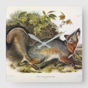 Horloge Carrée Grey Fox / Grey Fox Audubon's American Quadrupeds