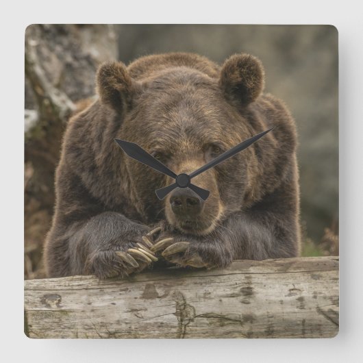 Horloge Carrée Grizzly Bear (Recto)