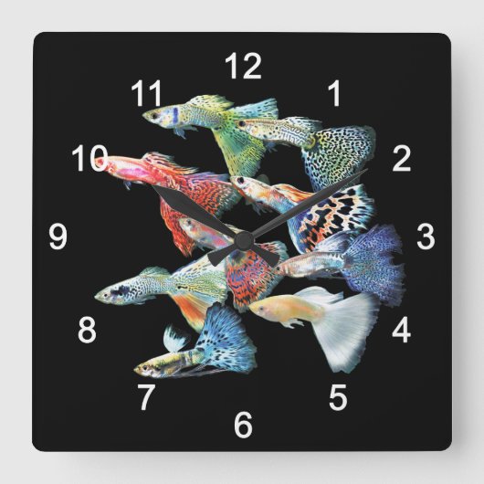 Horloge Carrée Guppies (Recto)