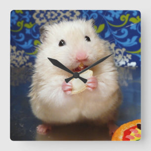 Horloge Carrée Hamster syrien pelucheux Kokolinka mangeant une