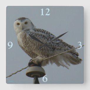 Horloge Carrée Hibou des neiges B38