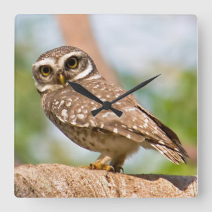 Horloge Carrée Hibou repéré sur le vol de matin
