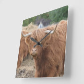 Horloge Carrée Highland Cow (Angle)