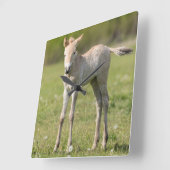 Horloge Carrée Horse foal, Hungary (Angle)