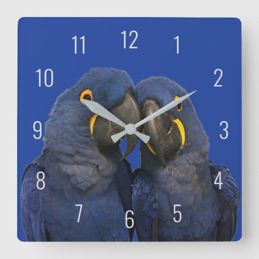 Horloge Carrée Hyacinth Macaw (Recto)