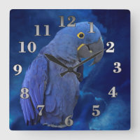 Hyacinth Macaw