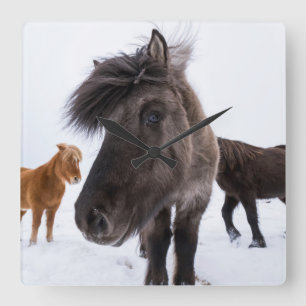 Horloge Carrée Icelandic Horse portrait, Iceland