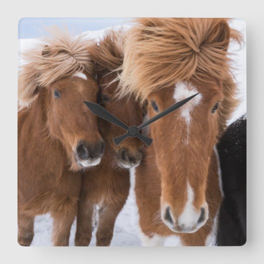Horloge Carrée Icelandic Horses nuzzle (Recto)