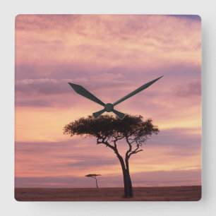 Horloge Carrée Image de silhouette d'un arbre d'acacia au lever d