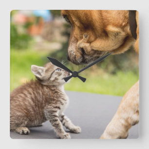 Horloge Carrée Images Getty   Chien et chat en amour