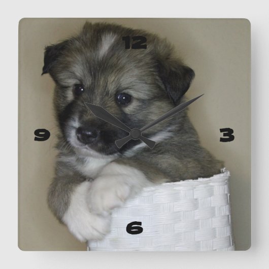 Horloge Carrée Islande-chiot (Recto)