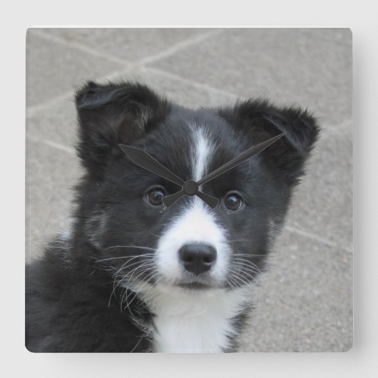 Horloge Carrée Islandhund (Recto)